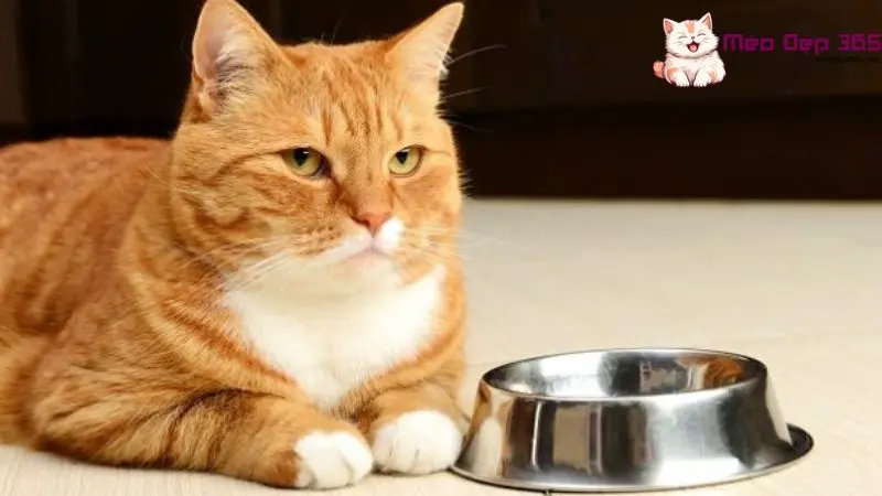 Cách vỗ béo mèo lười ăn