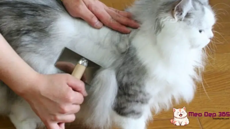 Cách làm lông mèo mượt