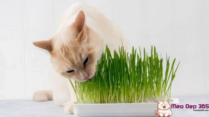 Cách sử dụng cỏ mèo khô