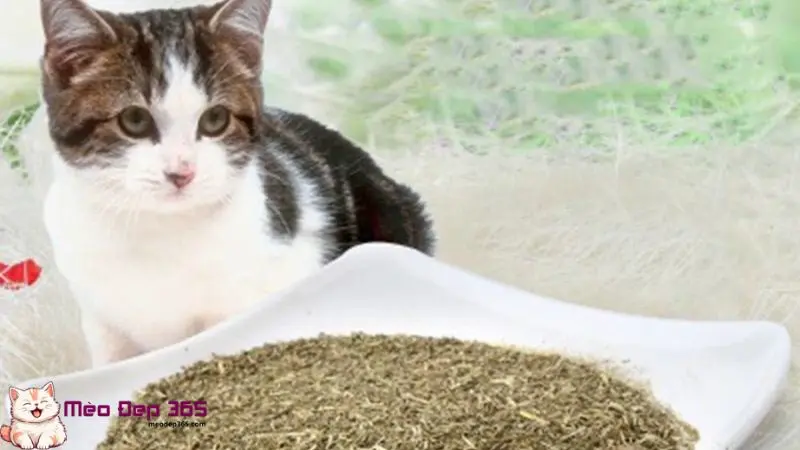 Cách sử dụng cỏ mèo khô