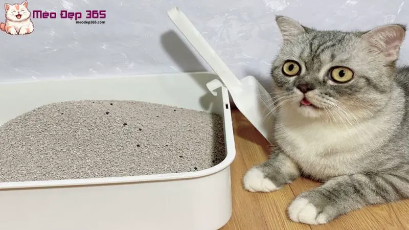 Bao lâu thay cát cho mèo