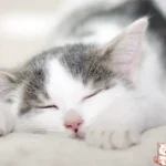 Cách ru mèo ngủ