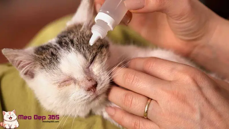 Cách chữa mắt mèo bị kéo màng trắng