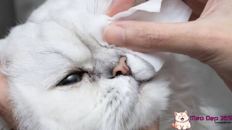 Cách chữa mắt mèo bị kéo màng trắng