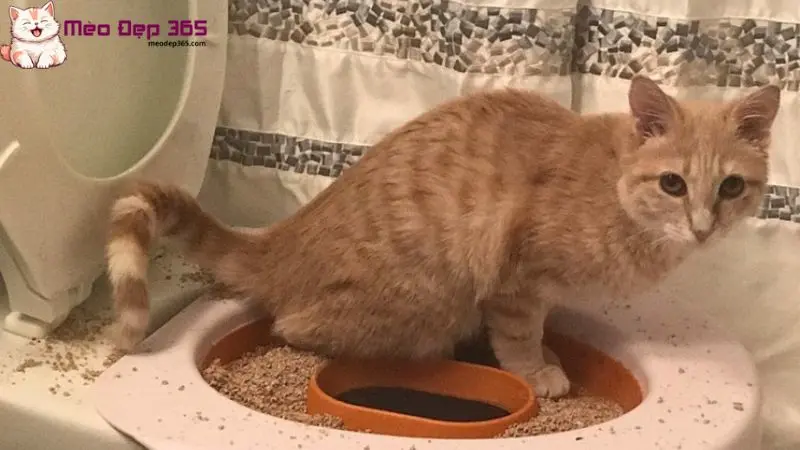 Cách dạy mèo đi vệ sinh vào bồn cầu