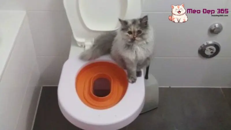 Cách dạy mèo đi vệ sinh vào bồn cầu