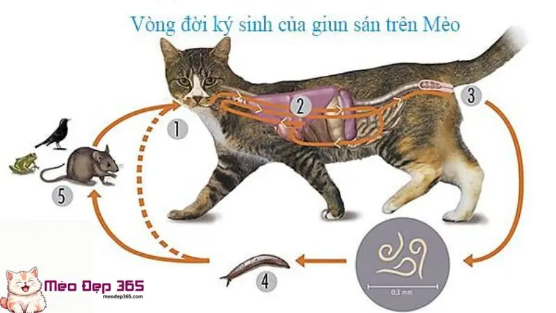 Cách xổ giun cho mèo