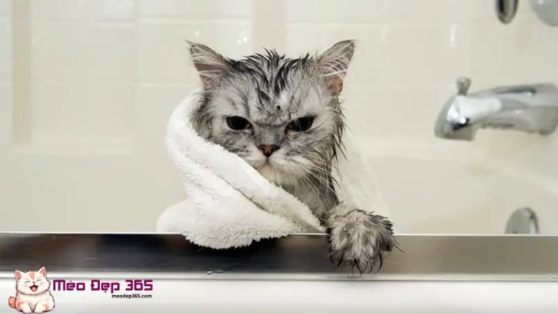 Cách tắm cho mèo con 1 tháng tuổi