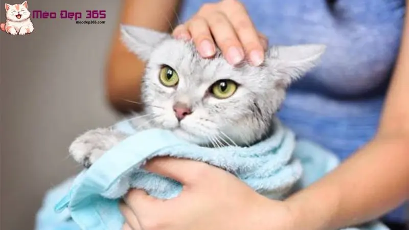 Cách tắm cho mèo con 1 tháng tuổi