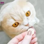 Cách xổ giun cho mèo